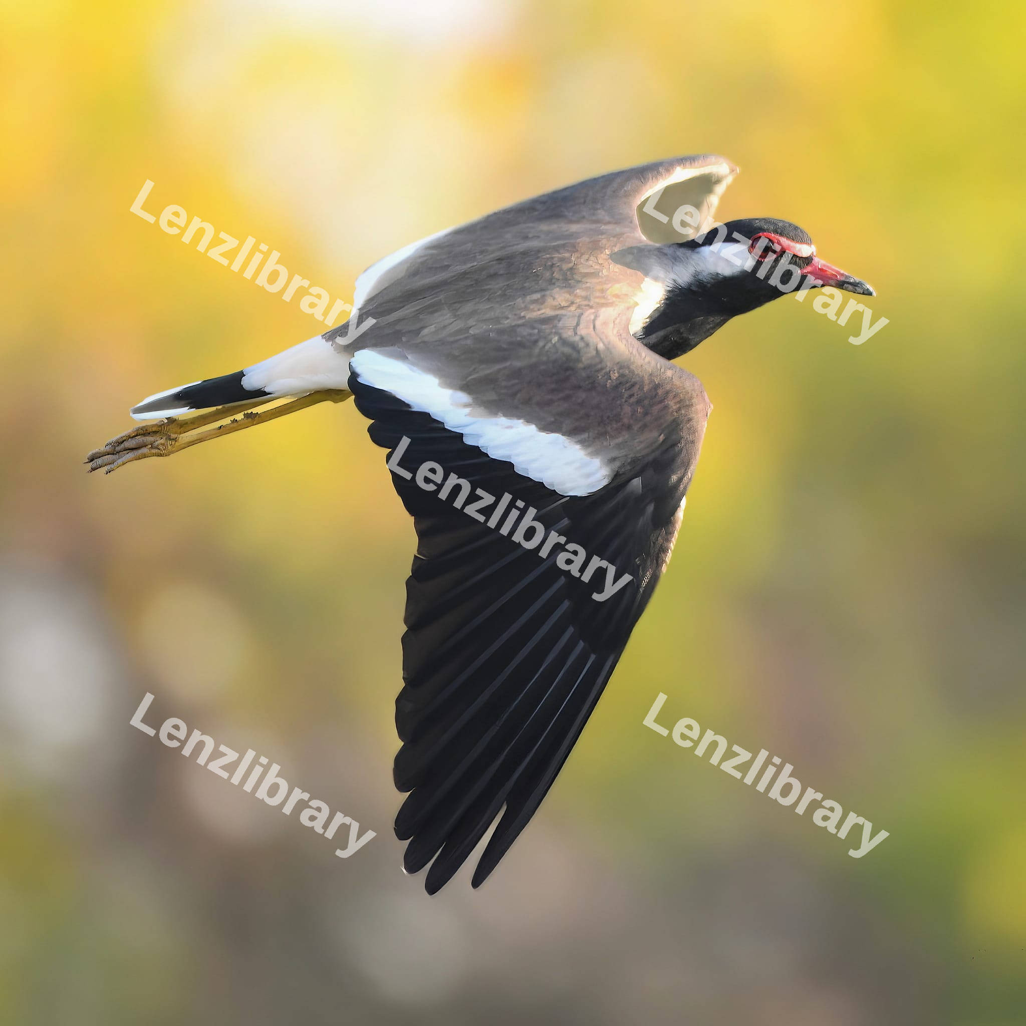 Red-Wattled Lapwing